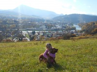 /album/anglicky-kokerspaniel/mia-v-lete-jpg/